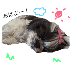 [LINEスタンプ] くーちスタンプ♥