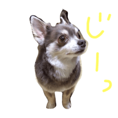[LINEスタンプ] みみちゃん2