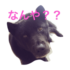 [LINEスタンプ] クロちゃんスタンプ①