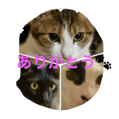 [LINEスタンプ] Uchineko3