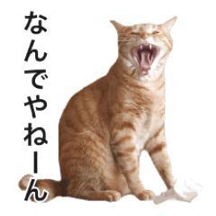 [LINEスタンプ] 茶トラ猫ガットくん2