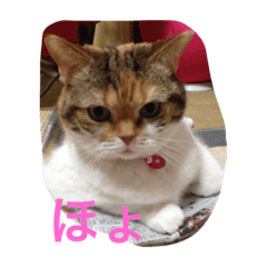 [LINEスタンプ] デブちんマロン