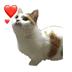 [LINEスタンプ] マンチカン はなちゃん