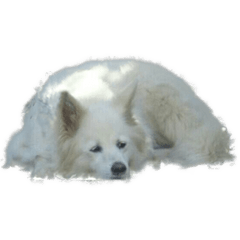 [LINEスタンプ] 白い犬のさくらの画像（メイン）
