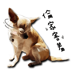 [LINEスタンプ] Chihuahua_SIAO-MAN-TOU