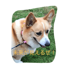 [LINEスタンプ] はなちゃんスタンプ1