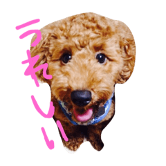 [LINEスタンプ] 僕、あさひ