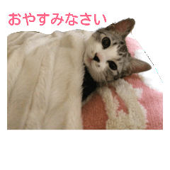 [LINEスタンプ] しょう＆ルナ