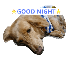 [LINEスタンプ] 愛犬フワリ(ミニチュアダックスフンド)