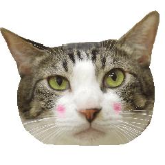 [LINEスタンプ] こうご動物病院のおともだち