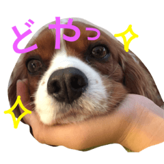 [LINEスタンプ] ほのぼのまろん