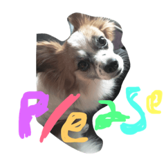 [LINEスタンプ] プッちゃん！