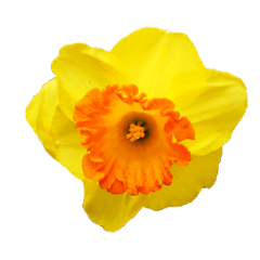 [LINEスタンプ] Yellow Flower images(Taiwanese version)の画像（メイン）