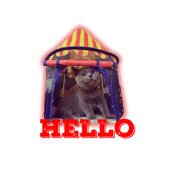 [LINEスタンプ] 猫のブルーノ