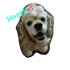 [LINEスタンプ] paco the lovely amecokka(^-^)