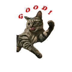 [LINEスタンプ] 猫スタンプ(三兄弟)