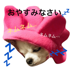 [LINEスタンプ] チワワのモモちん。