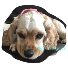 [LINEスタンプ] 可愛いコッカースパニエル❤️