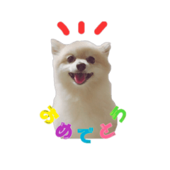 [LINEスタンプ] ポメのコロン！