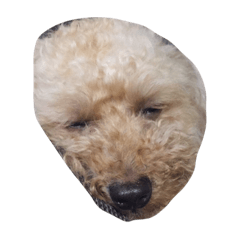 [LINEスタンプ] たけうち がっちゃん