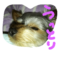 [LINEスタンプ] 犬の表情だ‼️