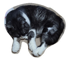 [LINEスタンプ] 猫❤️(photo)