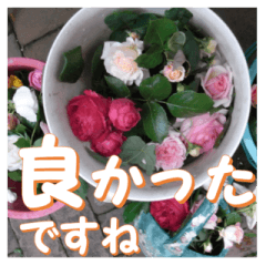 [LINEスタンプ] 薔薇の花♡アソート8_挨拶メッセージの画像（メイン）
