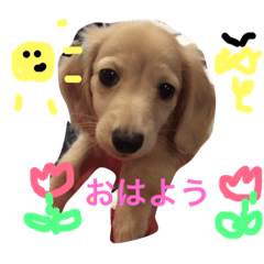 [LINEスタンプ] サラちゃんのハッピーライフ