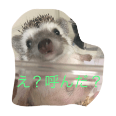 [LINEスタンプ] ハリネズミのフォーチュン君スタンプ