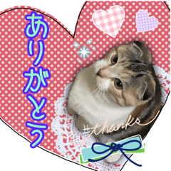 [LINEスタンプ] 三毛猫ももちゃん9