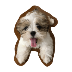 [LINEスタンプ] COROちゃん