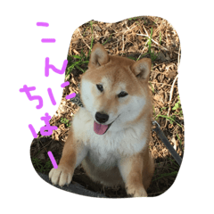 [LINEスタンプ] 芝犬やまと