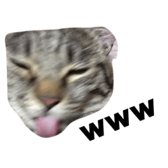 [LINEスタンプ] 猫のガブリエル