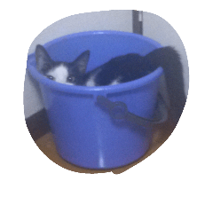 [LINEスタンプ] 子猫26