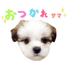 [LINEスタンプ] マルシーズーのプリン