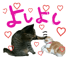 [LINEスタンプ] 使えるネコスタンプできたんす。