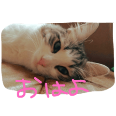 [LINEスタンプ] 猫ちゃんスタンプ ！！