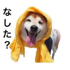 [LINEスタンプ] 柴犬ペコと子分たちpart 1