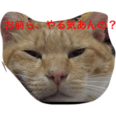 [LINEスタンプ] ねこは正義