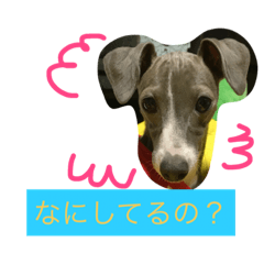 [LINEスタンプ] イタリアングレーハウンド