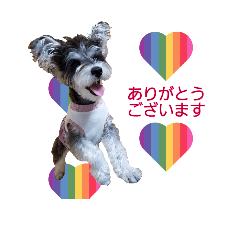 [LINEスタンプ] 敬語のシュナ兄妹