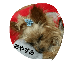 [LINEスタンプ] ヨーキのなな 1
