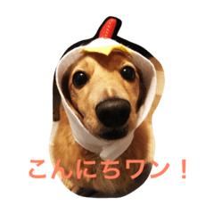 [LINEスタンプ] ショコラの一日
