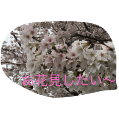 [LINEスタンプ] 桜さくらサクラ