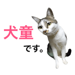 [LINEスタンプ] 犬童さんのスタンプ