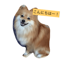 [LINEスタンプ] ポメラニアンのマロン