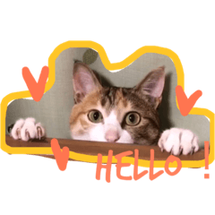 [LINEスタンプ] 三毛猫 ひめ