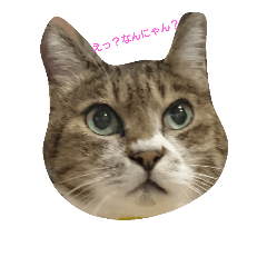 [LINEスタンプ] にゃんこ哲太