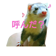 [LINEスタンプ] フェレッツ デイリー ライフ2