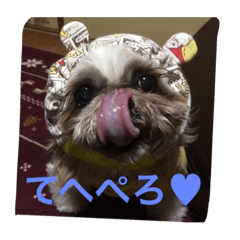 [LINEスタンプ] シーズー 日常